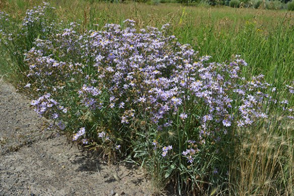 SympAsce_habfl_home_81414_1aQ2crpWeb