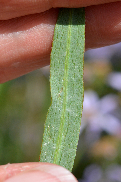 The leaf of Pacific Aster has elongate venation and is a key to identification.