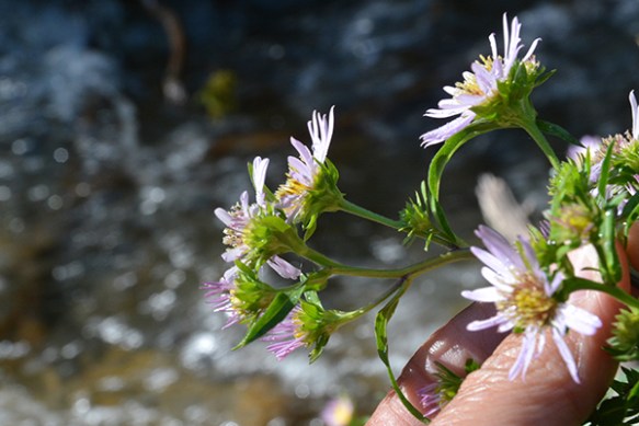 Bracted Aster also has leafy bracts, which can be confused with the species below: Leafy Aster.  ID depends on several clues.