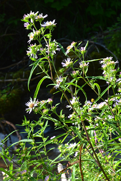 Bracted Aster is found along streamsides and wet meadows.  Note the long leaves and many flowers along the stem.