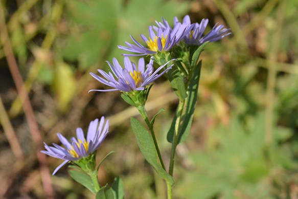Bracted Aster usually has leaf-like bracts and long broad leaves.  