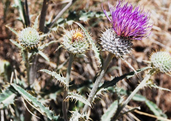 Teton (Jackson Hole) thistle, Cirsium subniveum.