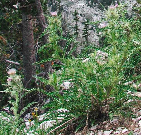 Tweedy’s thistle, Cirsium tweedyii.