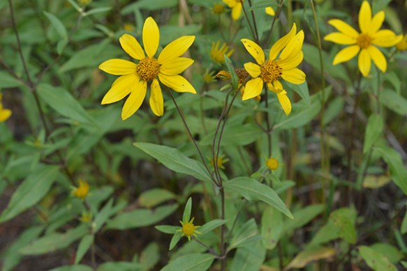 ViquMult_flhab_2OL_8814_2crpWeb