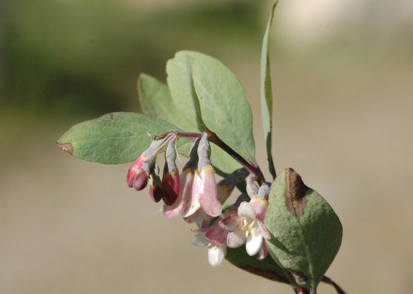 SympOreo_flCU_TNP_61815_1fixSm