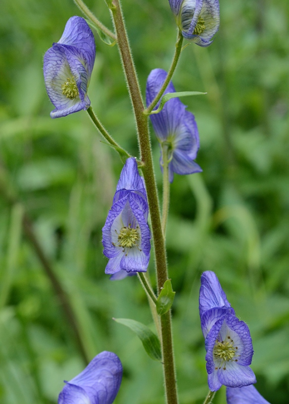 Monkshood - Aconitum columbianum - is related to the similar looking Tall Larkspur.  both are in the Buttercup Family and have complicated flowers.  It is also deadly poisonous.