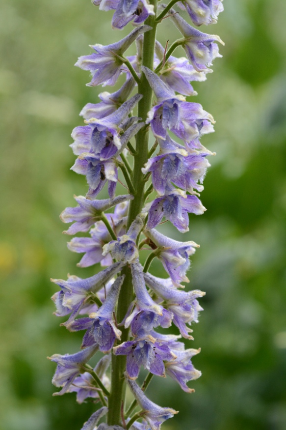 Tall Larkspur has trumpet shaped flowers that require pollinators to push deeply into them to receiive their rewards.
