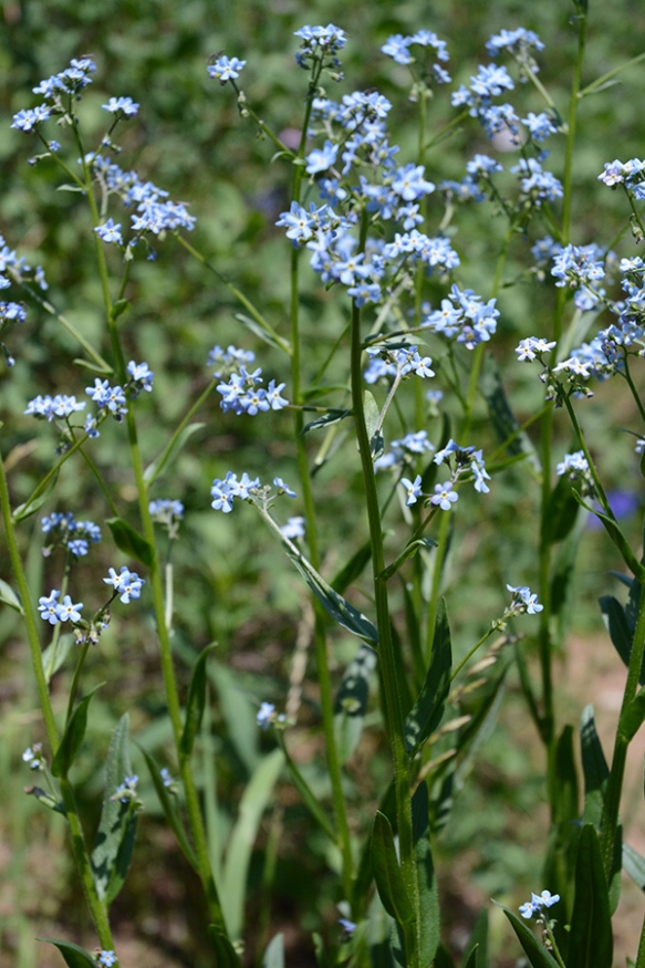 A common plant that looks like for-get-me not is Stickseed - Hackelia micrantha.  There are 2-3 species, but this one is a native blue perennial growing 2-3' tall.