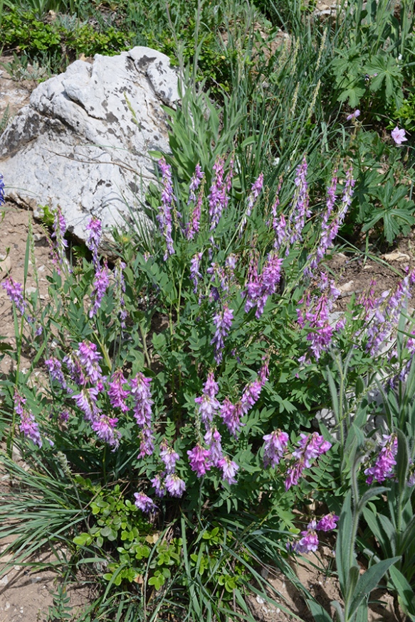 Splashes of lavender purple on meadow hillsides are likely Western Sweetvetch - Hedysarum occidentale.  Look for the pea-like flowers, and later flattened pea pods. 