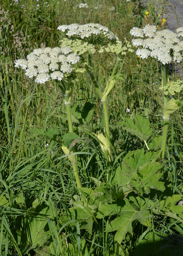 Cow Parsnip - Heracleum spondylium - has large jagged leaves, plate-sized flower clusters, and is hairy.