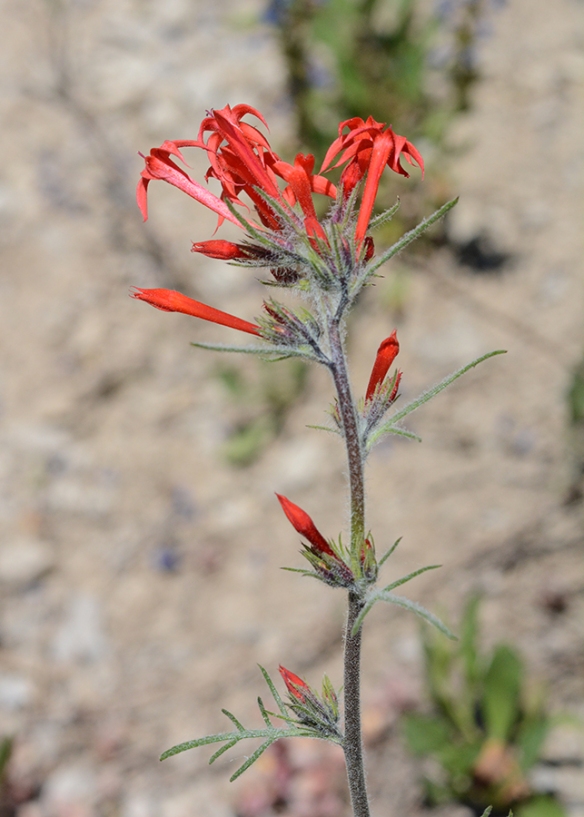 Scarlet Gilia - Ipomopsis aggregata - is another adaptable plant.  Found in sage flats or mixed into mountain meadow it raise its slender 2-3' stems above many surrounding flowers.  The red, sturdy, trumpet shaped flowers are perfectly designed to attract hummingbirds for pollination. 