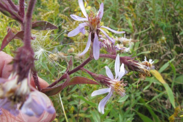 EurInt_fl_MwRd_9611_q2crpsm