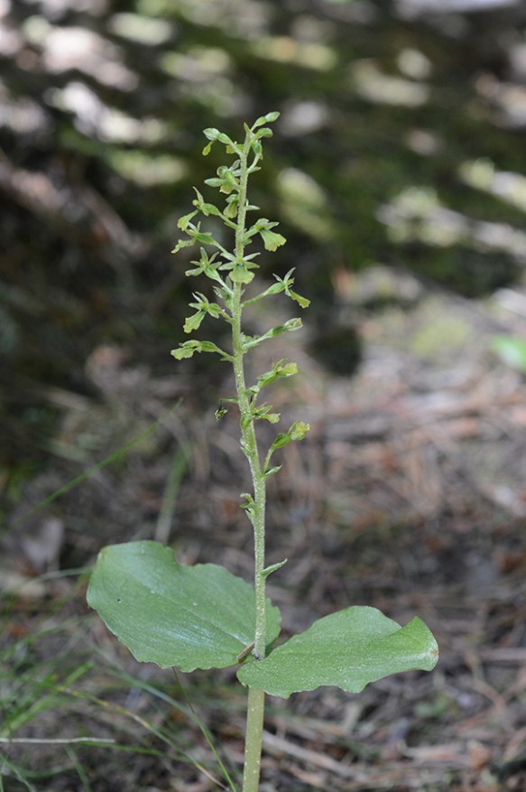 ListCaur_habfl_BlkRkTr_6.22.16_1a_Q2_3x5