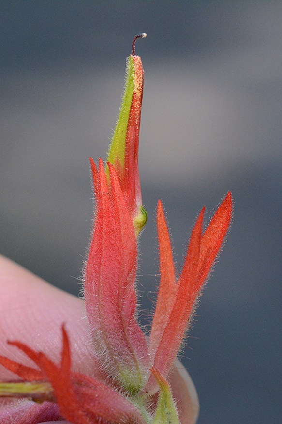 CastMini_flCU_GrCtr_73116_4_Q2_crp_3x5