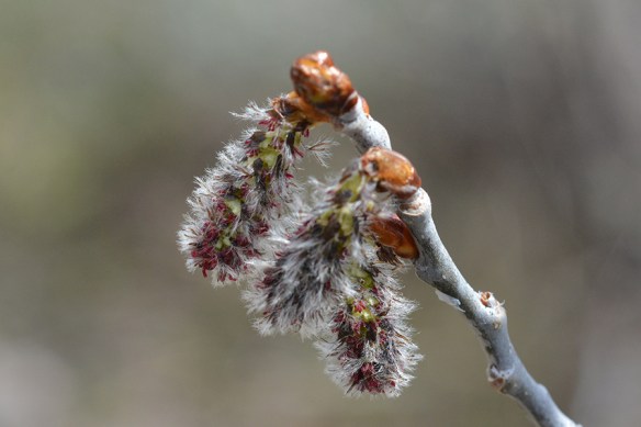 12b. PopTrem_fmFl_MosCrk_42814_3b_crp_5x3_180sm