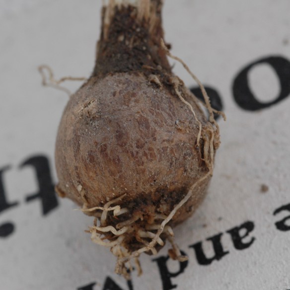 7aOroLin_bulbCU_WilBrk_4912_1Q2-34x34