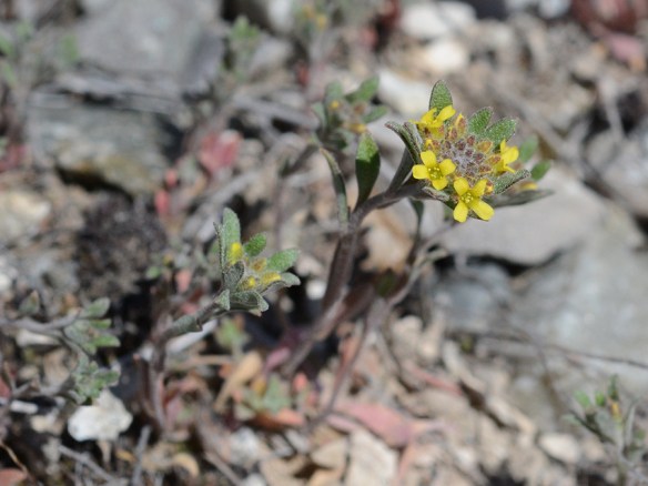 AllyAlly_flhab_BlkTB_4.13.17_1_crp5x3_180sm