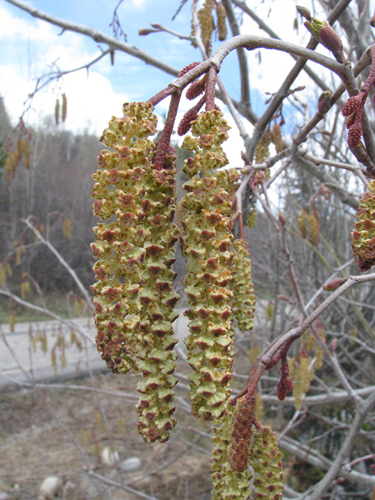 AlnInc_fl_MWrd_51711_1csm