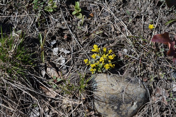 ArabFung_vwflhab_BlkTB_4.13.17_1_crp5x3_180sm