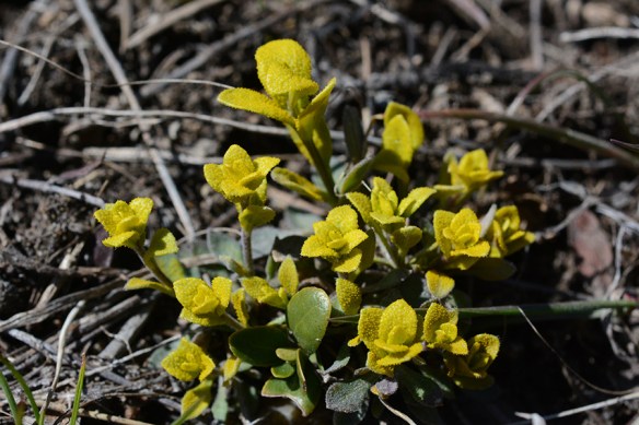 Arabfungi_flCU_BlkTB_4.13.17_1a_crp_5x3_180sm