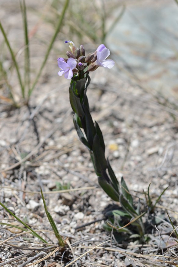 BoecSp_flhab_BlkTB_4.13.17_1_drp_3x5_180