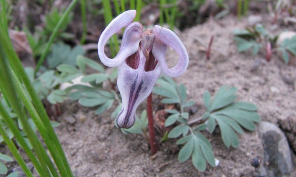 DiceUni_flCU_nrMurieCtr_52111_2a_5x3_180sm