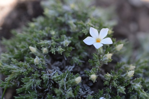 PhloHood_flhab_BltB_4.13.17_1_5x3-180sm