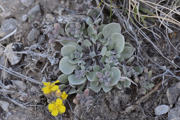 PhysDidy_flhabtop_BltB_4.13.17_1_crp5x3_180