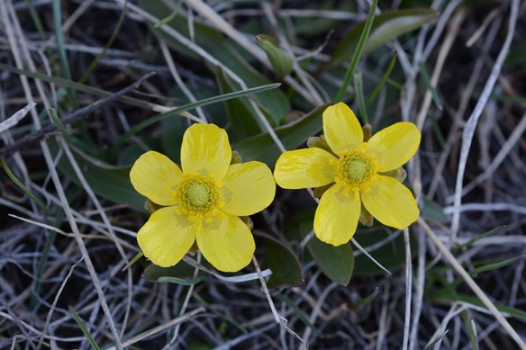 RanuGlab_fl2_BltB_4.13.17_1_crp5x3_180sm