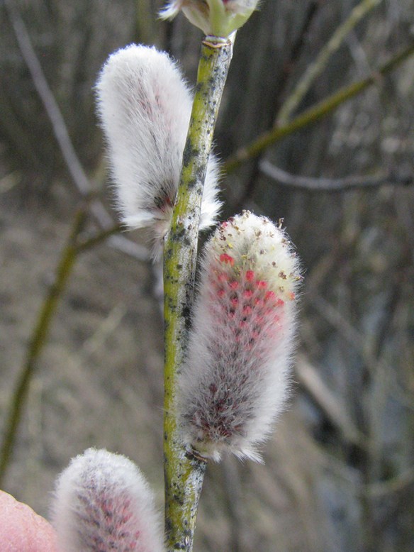 Salboo_Flm_CU_FallCrRd_41312_2_3x5_180sm