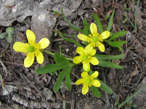 WyPl_RanuJovi_fllv_AntFl_42415_1_crp_5x3_180sm