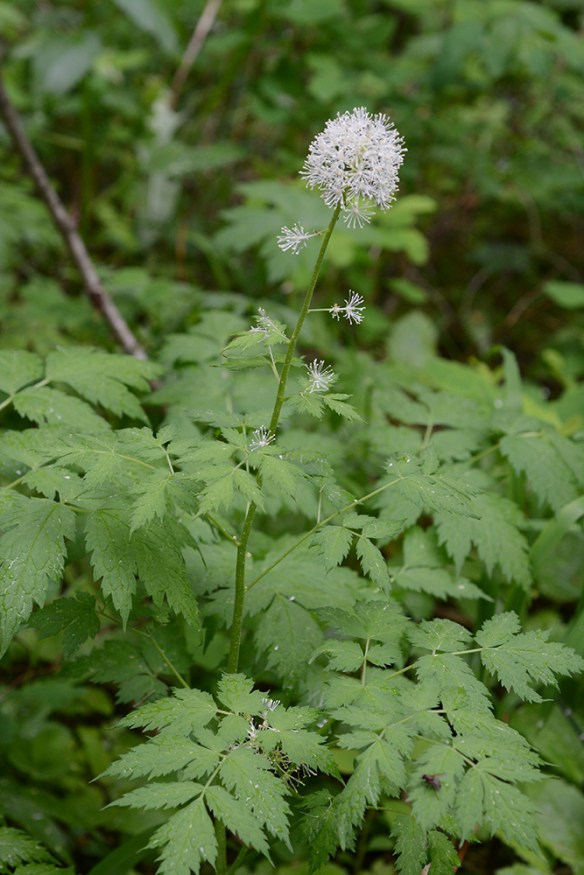 ActeRubr_fllv_TrCk_6.12.16_2_3x5_200