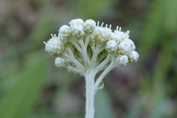 AnteLuzu_Fl_LupMea_6.17.17_1a_Q2_crp_5x3_200