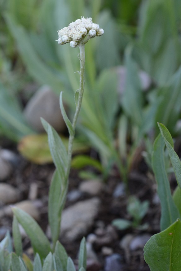 AnteLuzu_Flst_LupMea_6.17.17_1_Q2_3x5_200