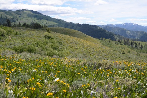 BTNF_Mung_WalWld_VwS__WyetAmpl_fl_6.18.17_1_Q2_5x3_200