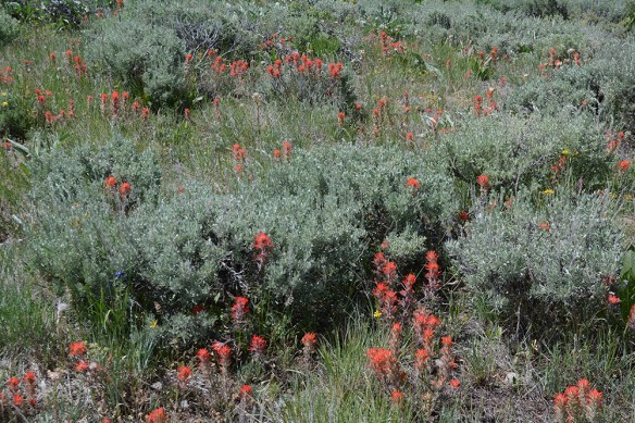 CastAnguAng_ArtTri_WalWld_6.18.17_1_5x3_200a