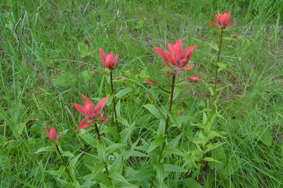 CastMini_habfl_MWrd_72014_2_5x3_200