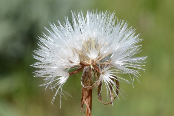 MicrNuta_frCU_AntFl_6.19.17_1b_Q2_crp_5x3_240