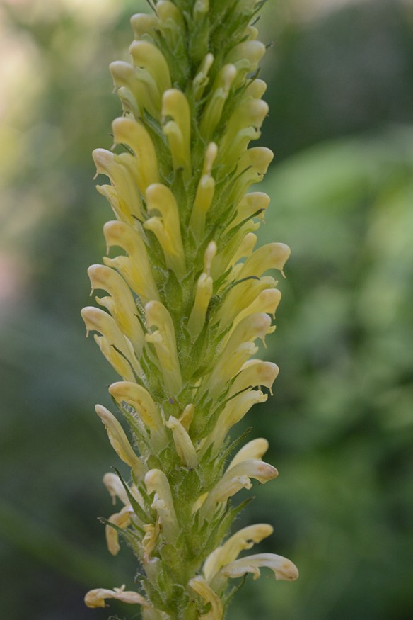 PediBrac_flst_Mung_6.24.17_1_3x5_200