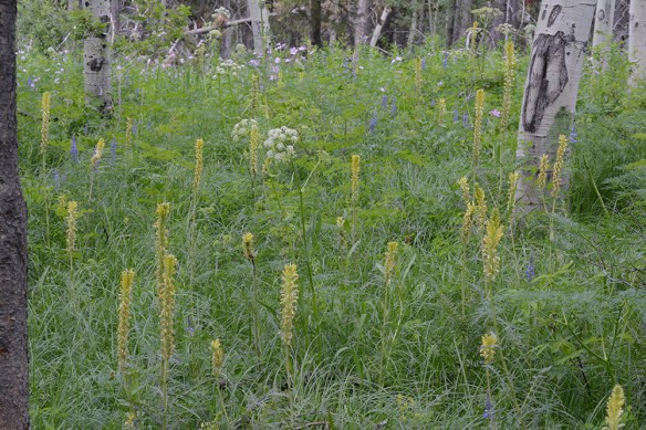 PediBrac_habfl_Mung_6.24.17_1_5x3_200