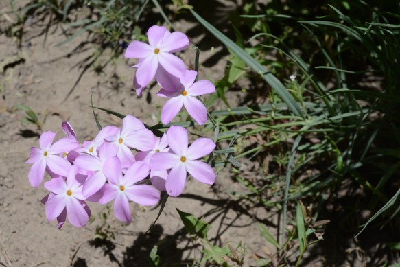 PhloLong_flst_Mung_6.24.17_1a_Q2_crp_5x3_240