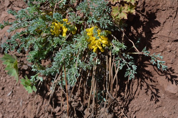 CoryAure_habfl_GameCk_42915_1_5x3_180