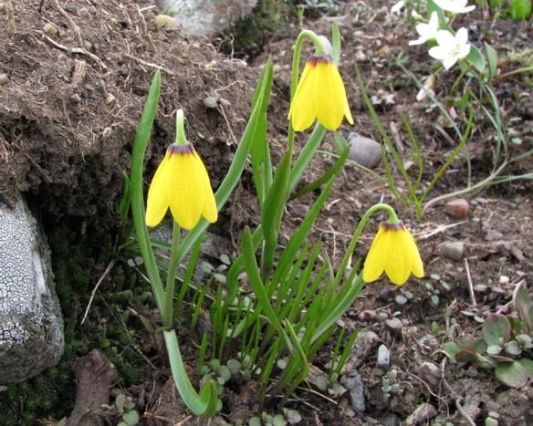 FriPudi_fl_SchwLd_bench_fl_52011_1a_5x3_180fix