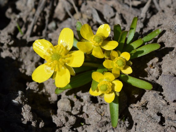 RanuJovi_flhab_Cluster2_MuriRch_4.21.18_1aQ2_4x3_180fix