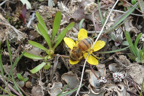 RanuJovi_flowBee_4.2018byML_5x3.3_180