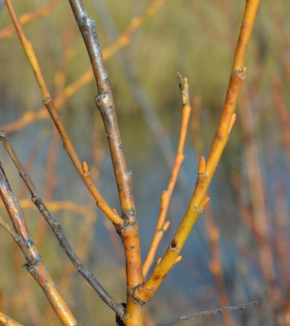 SaliSp_st_Color_10813_1_crp4x4_180