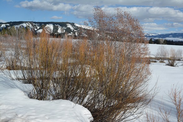 TNP16_MWRd_AlnusSalix_Spr_1_5x3_180