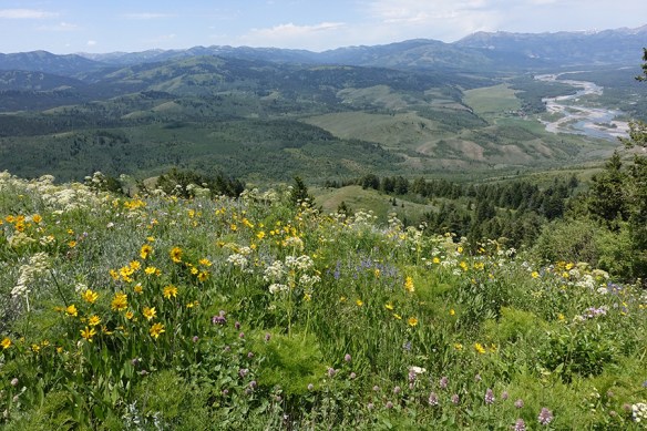 BTNF_Munger_vwFl_7.4.18_3_q2_5x3_180sm