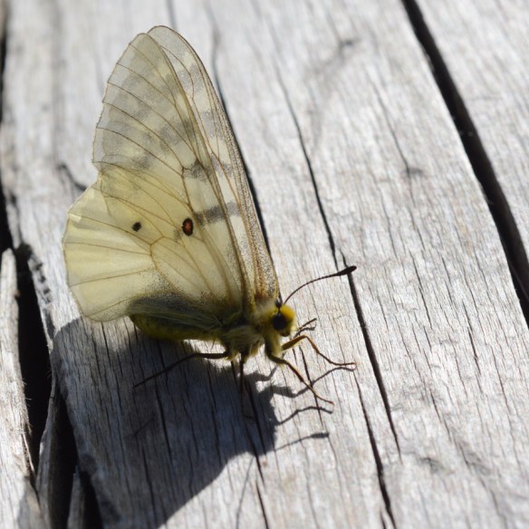 Inv_Parnassius-Butfl_CraterLk_6.23.16_1_crp_5x5_180sm