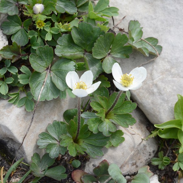 AnemParvi_flhab_Rendv_8.6.18_1_Q2_5x5_180